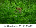 A captivating wildlife shot of a leopard peeking through dense green foliage, its spotted fur blending perfectly with the lush surroundings. The image captures the predator