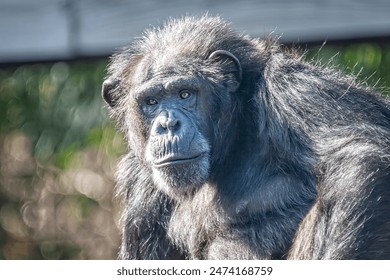 Captive Adult Chimpanzee in Natural Setting with Black Fur - Powered by Shutterstock