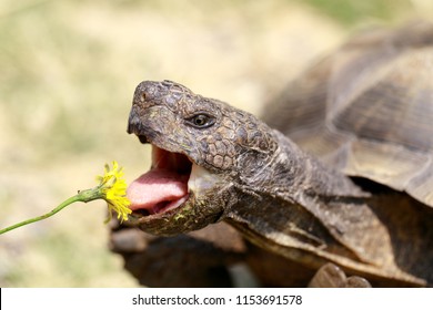 Captive Adult Male California Desert Tortoise Eating Dandelion. Marin County, California, USA. 