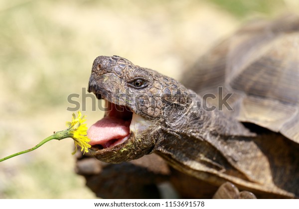 Captive adult male California\
Desert Tortoise eating Dandelion. Marin County, California, USA.\
