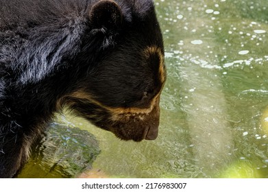 A Captive Andean Bear, Also Known As A Spectacled Bear Playing In Water At The Zoo.