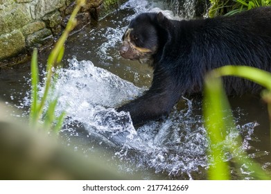 A Captive Andean Bear, Also Known As A Spectacled Bear Playing In Water At The Zoo.