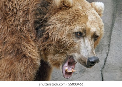 Captive, Angry Grizzly Bear With Mouth Open Growling (Ursus Arctos) Portrait