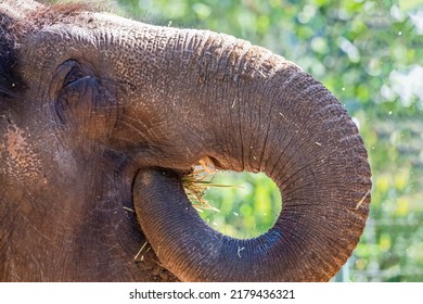 Captive Asian Elephant Feeding On Straw