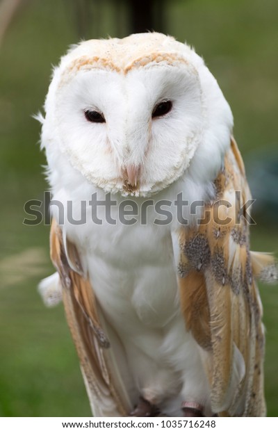 Captive Bred Barn Owl On Dispay Stock Photo Edit Now 1035716248