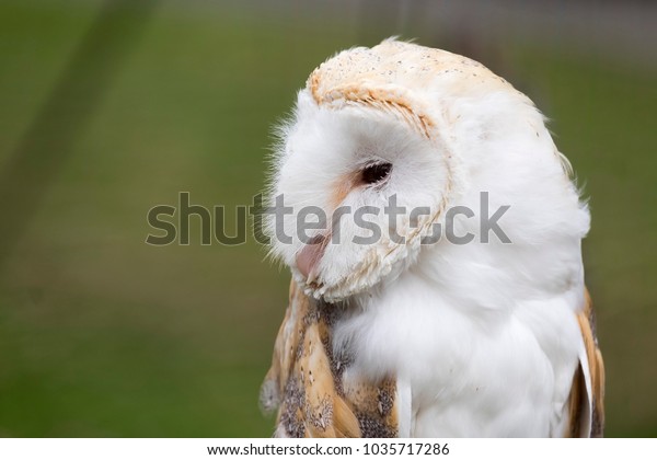 Captive Bred Barn Owl On Dispay Stock Photo Edit Now 1035717286