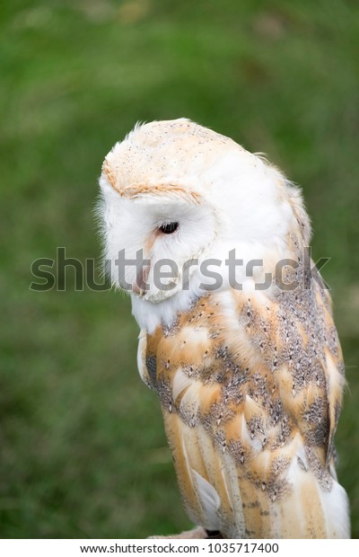 Captive Bred Barn Owl On Dispay Stock Photo Edit Now 1035717400