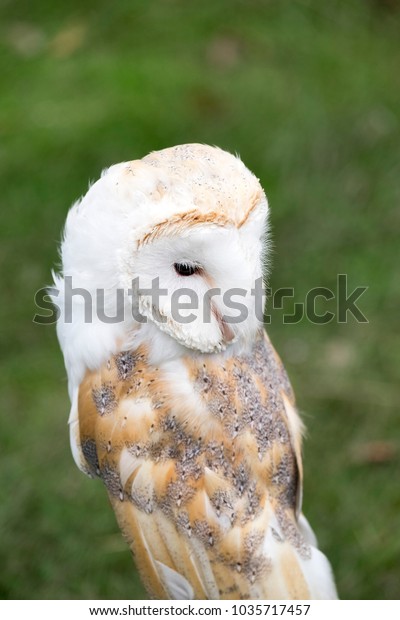 Captive Bred Barn Owl On Dispay Stock Photo Edit Now 1035717457