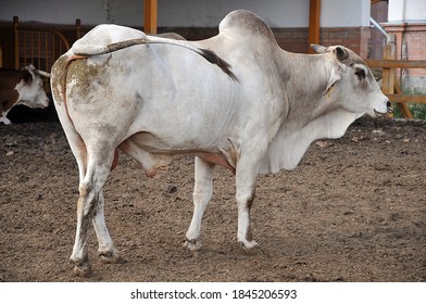 A Captive Bred Zebu (Bos Primigenius Indicus) Bull In Fold.