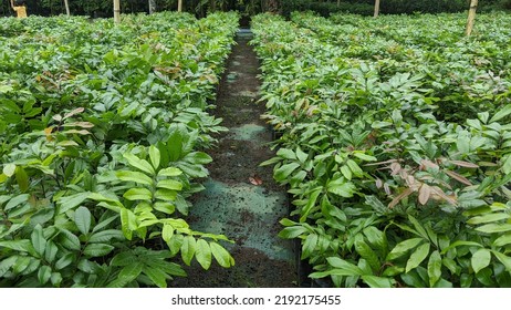 Captive Breeding Of Longan Fruit Tree Seeds