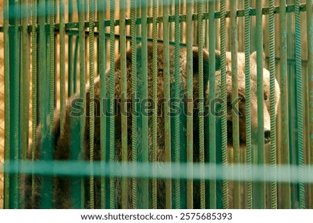 Similar – Image, Stock Photo captive Safety Protection
