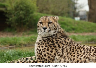 Captive Cheetah Big Cat Acinonyx Jubatus 