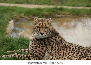 Captive Cheetah Big Cat Acinonyx Jubatus 