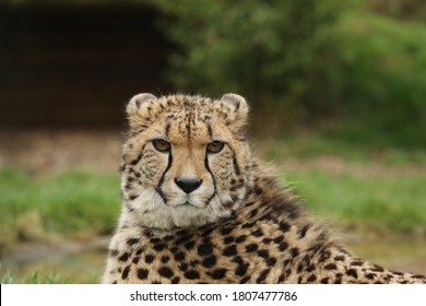 Captive Cheetah Big Cat Acinonyx Jubatus 