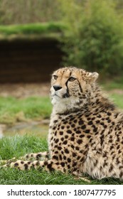 Captive Cheetah Big Cat Acinonyx Jubatus 