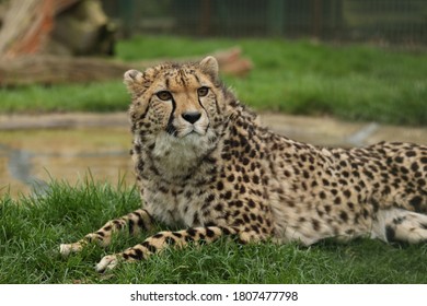 Captive Cheetah Big Cat Acinonyx Jubatus 