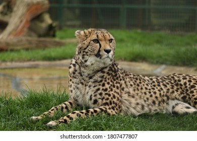 Captive Cheetah Big Cat Acinonyx Jubatus 