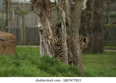 Captive Cheetah Big Cat Acinonyx Jubatus 