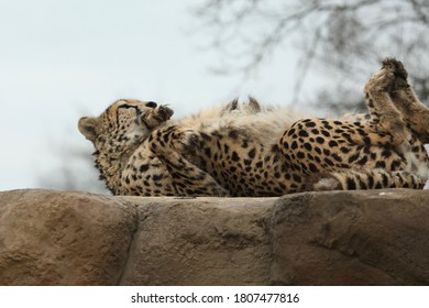 Captive Cheetah Big Cat Acinonyx Jubatus 