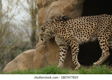 Captive Cheetah Big Cat Acinonyx Jubatus 