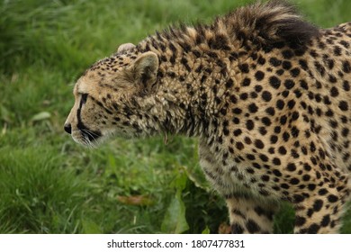 Captive Cheetah Big Cat Acinonyx Jubatus 