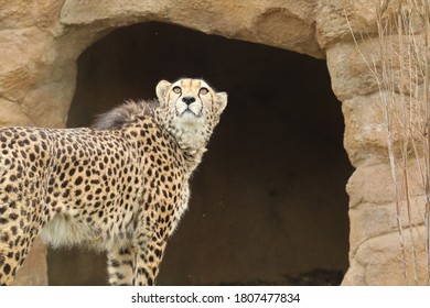 Captive Cheetah Big Cat Acinonyx Jubatus 