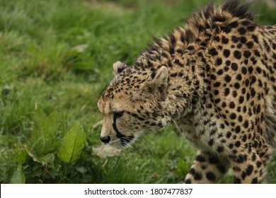 Captive Cheetah Big Cat Acinonyx Jubatus 