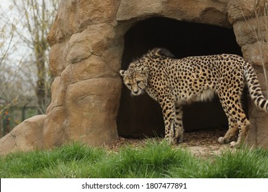 Captive Cheetah Big Cat Acinonyx Jubatus 