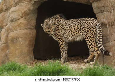 Captive Cheetah Big Cat Acinonyx Jubatus 