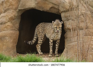 Captive Cheetah Big Cat Acinonyx Jubatus 