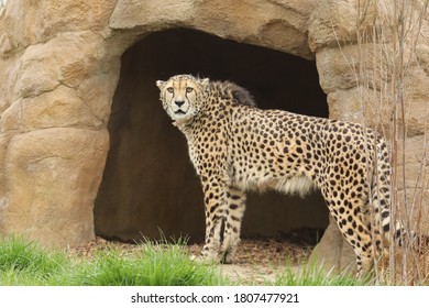 Captive Cheetah Big Cat Acinonyx Jubatus 