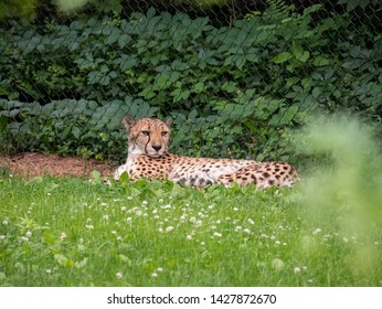 Captive Cheetah At A Zoo