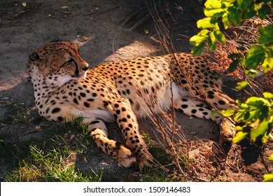 Captive Cheetah In A Zoo