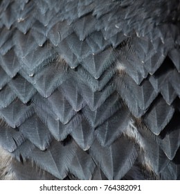  Captive Chilean blue eagle neck