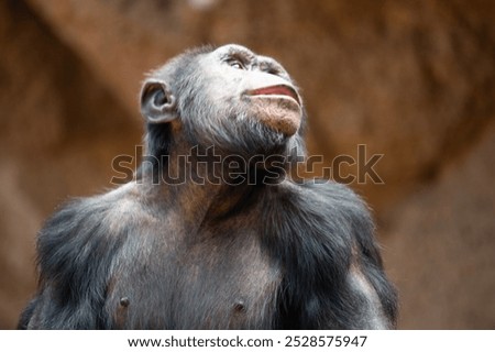 Similar – Image, Stock Photo gorilla Monkeys Gorilla