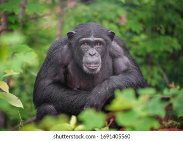 Captive Chimpanzees in Outdoor Habitat