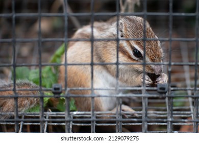 A captive chipmunk eating a nut in a cage in a house or zoo or wildlife centre