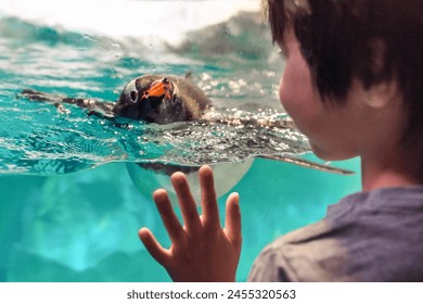 Captive cute Gentoo penguin looking at child while swimming in water tank in an aquarium or zoo. Child's hand can be seen against the water tank glass, trying to touch and welcome the friendly penguin