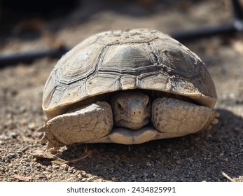 captive desert tortoise in backyard environment, hiding in shell