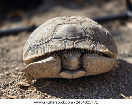 captive desert tortoise in backyard environment, hiding in shell