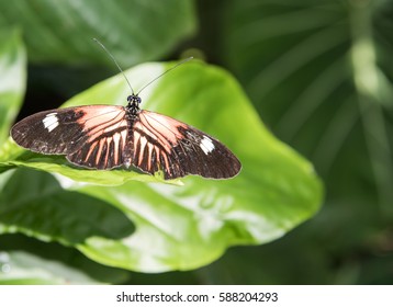 A captive Doris longwing (laparus doris) butterfly resting on a leaf.
