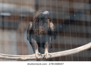 Captive eagle perched behind wire mesh, sharp talons gripping branch, dark plumage, barred foreground creating separation, muted indoor lighting, zoo enclosure mood