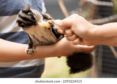 A captive endangered, australian squirrel gliders  (Petaurus norfolcensis) eating nectar out a syringe while being pat - Shutterstock ID 2293224515