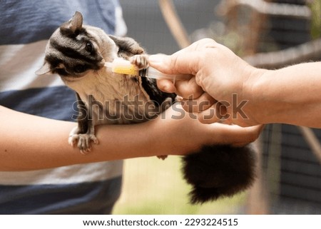 A captive endangered, australian squirrel gliders  (Petaurus norfolcensis) eating nectar out a syringe while being pat