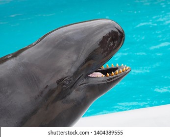 Captive False Killer Whale (Pseudorca Crassidens) In Okinawa, Japan