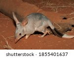 Captive Greater Bilby on red soil