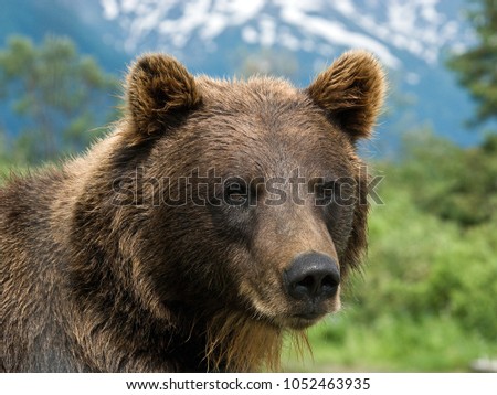 Captive Grizzly bear at Alaskan Wildlife preserve