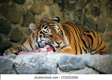 12,898 Tiger meat Images, Stock Photos & Vectors | Shutterstock