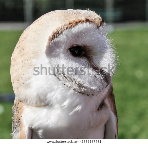 Captive Irish Barn Owl During Daylight Stock Photo Edit Now