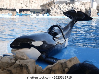 Una orca (orca) en cautividad descansa en una plataforma junto a una piscina en un parque marino o acuario. 